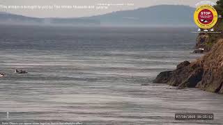The Whale Museum Live Stream