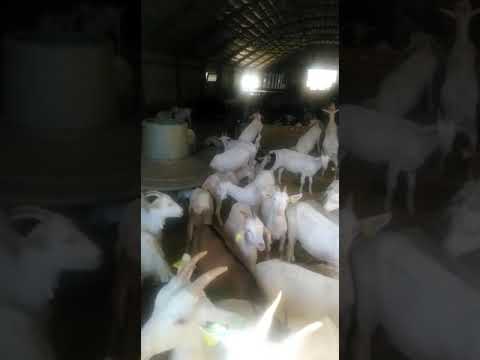 الماعز الفرنسي