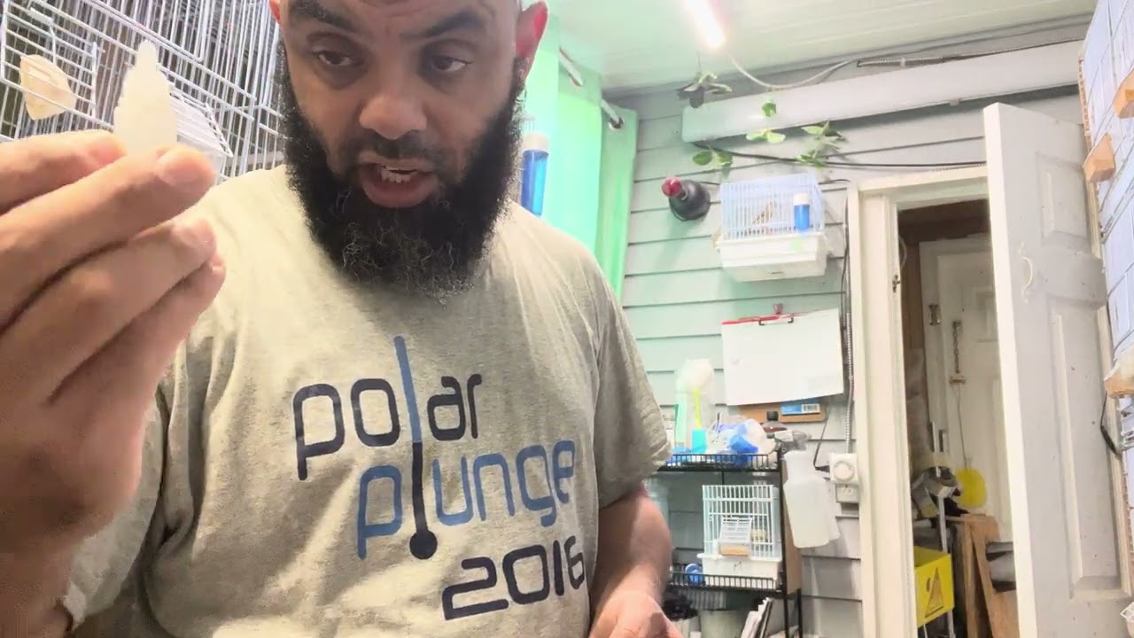 اعطاء دواء الفاش ivomec للحسون للوقاية من هذه الحشرة