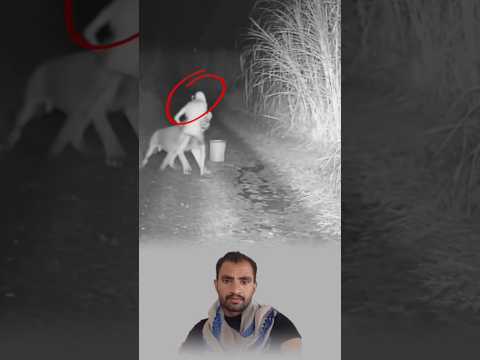 لحظة الاصطدام كانت كالصاعقة الظلال تتبعثر والأسد ينقض بكل قوته على كيان لا شكل له ولا قلب 