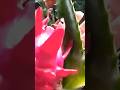 👉Os Benefícios do SUCO DE #PITAYA Para Saúde🥤🍒 #dragonfruit #pitahaya #pitayas #viral #feedinscritos