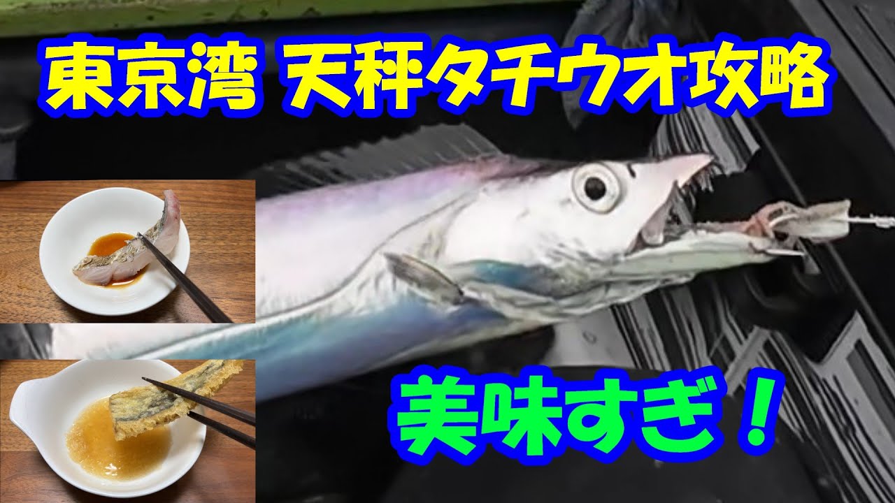 ヤバい！出来すぎ！美味すぎ！【東京湾 天秤タチウオ 忠彦丸】