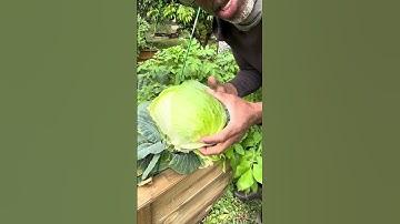 A Guide to Growing Your Own Cabbages