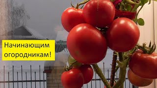 Мой совет начинающим огородникам - выбирайте простые сорта томатов! Ольга Чернова.