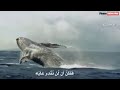 لا إله إلا أنت سبحانك إني كنت من الظالمين.