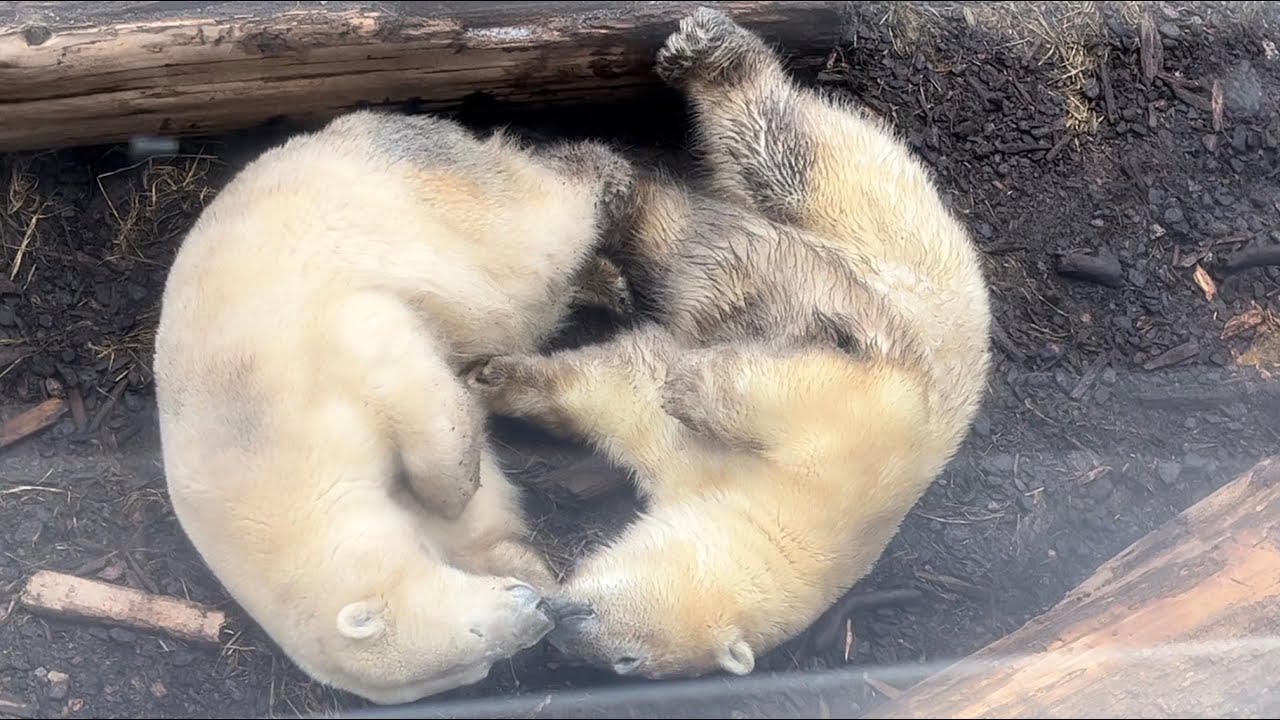 ただただママに甘えるフブキがたまらなく愛おしい🐻‍❄️💕