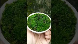 Moss| Trying to reproduction|Part_1 #nature