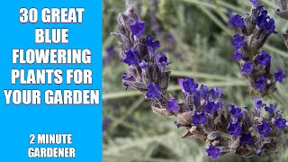 30 Great Blue Flowering Plants for Your Garden