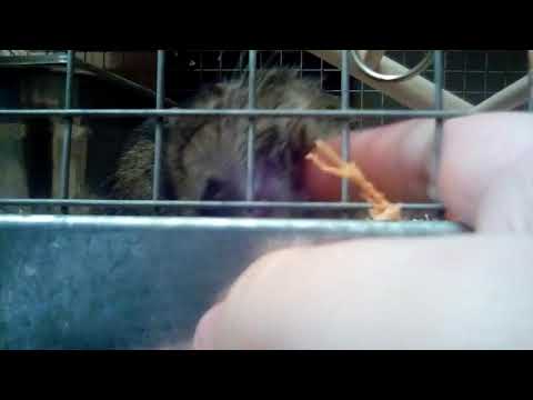 Meerkat the Plague-Beast