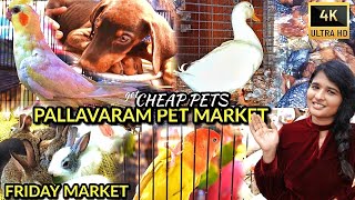 Pallavaram Pet Market | Pets @ Cheap price | Pet Birds Sales | Pet Vlog