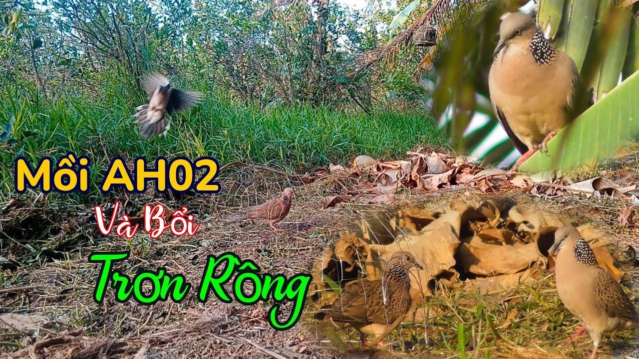 Bổi Liều Rồng || Mồi AH02 gù với bổi trận nắm cội hơn 2 năm-Bổi số 157 ngày 6/3/24 ||Cu Gáy Trà Vinh