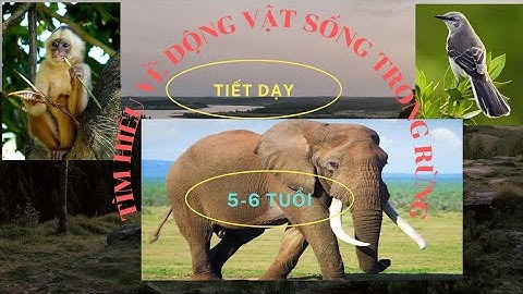 Tiết dạy: Tìm hiểu về động vật sống trong rừng độ tuồi 5 - 6 tuổi minimax handmade