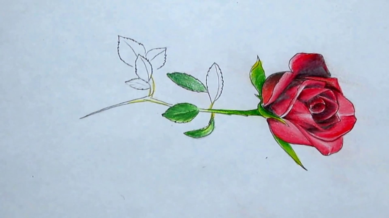 como desenhar rosa realista youtube
