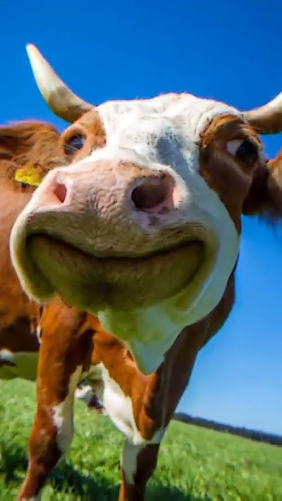Lembu dah beli dah belah #lembu #dj #viralvideo