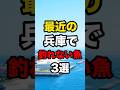 最近の兵庫で釣れない魚3選#釣り #shorts#兵庫県