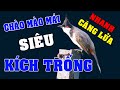 💥 Chào Mào Mái Mồi Giọng Đanh Thép [Bản Gốc MP3] - Giải Pháp Kích Trống Nhanh Căng Lửa Cực Sung