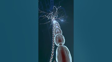 Central Nervous System CNS 3d Animation | 3d Model of Human Nervous System | Nerves and Neurons