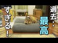 【待望】喧嘩する猫たちに新しいキャットタワーを購入したら