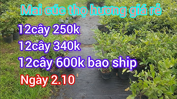 Mai cúc thọ hương giá rẻ, bộ 12cây 250k đến 600k. Ngày 2.12