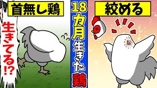 実話 首をハネられてから 18ヶ月生き延びた 首なし鶏マイク の謎を漫画にした 漫画 Youtube