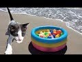 Gatitos bebés jugando y maullando en la playa / Funny cats