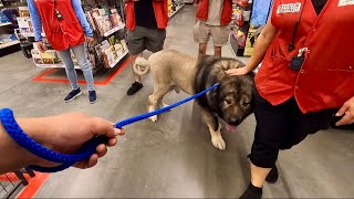 Enormous Caucasian Ovcharka Surrounded At Tractor Supply | Tsavo by The Dog Messiah 479 views 1 month ago 9 minutes, 36 seconds