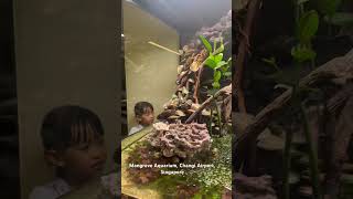 Singapore Changi Airport 2025: Exploring the Mangrove Aquarium #changiairport #singapore #mangrove