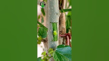 Fruit plants grafting technique | Patch bud grafting #relaxing #shorts