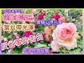 【實驗發表】為何今年春季玫瑰花量多且葉片具光澤?花後的修剪長度與反省事#Erin玫瑰花園2025/05/30