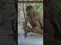 #animals #birds #love
