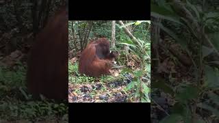 Orangutan Eating.