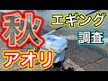 [エギング]2020・秋アオリ調査に行って来た!
