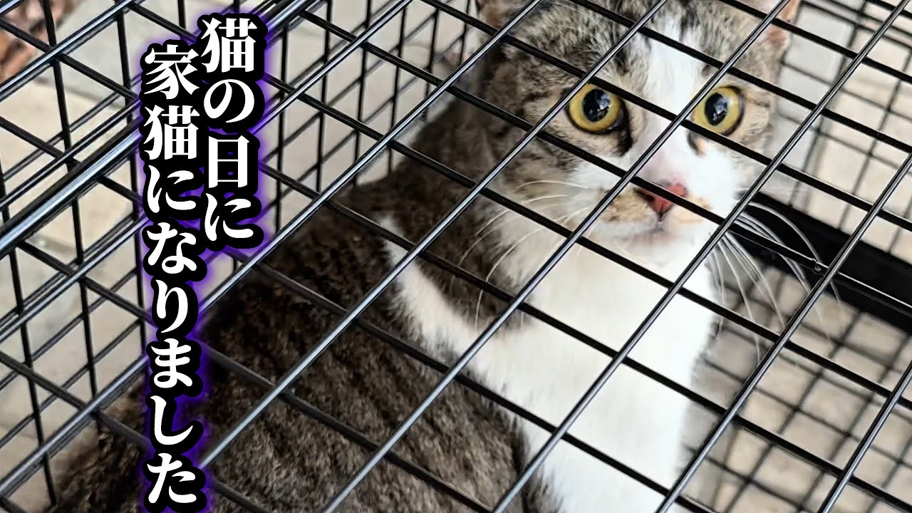 【野良猫保護】猫の日！やっと捕まえた警戒心の強いメス猫