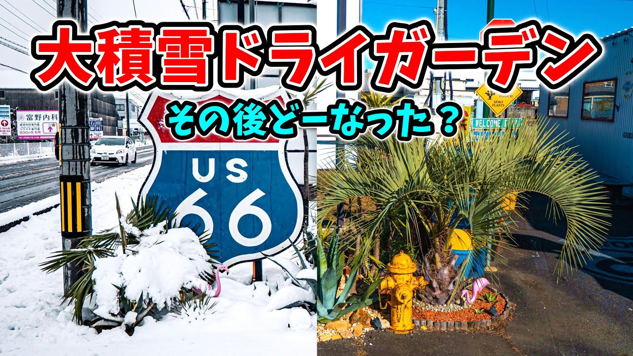 ドライガーデン】 大積雪した植物たちはどーなった？ No.044 - YouTube