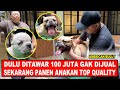 Ditawar 100 juta gak dijual sekarang panen anakan super bagus  american bully