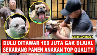 Ditawar 100 Juta Gak Dijual Sekarang Panen Anakan Super Bagus - American Bully