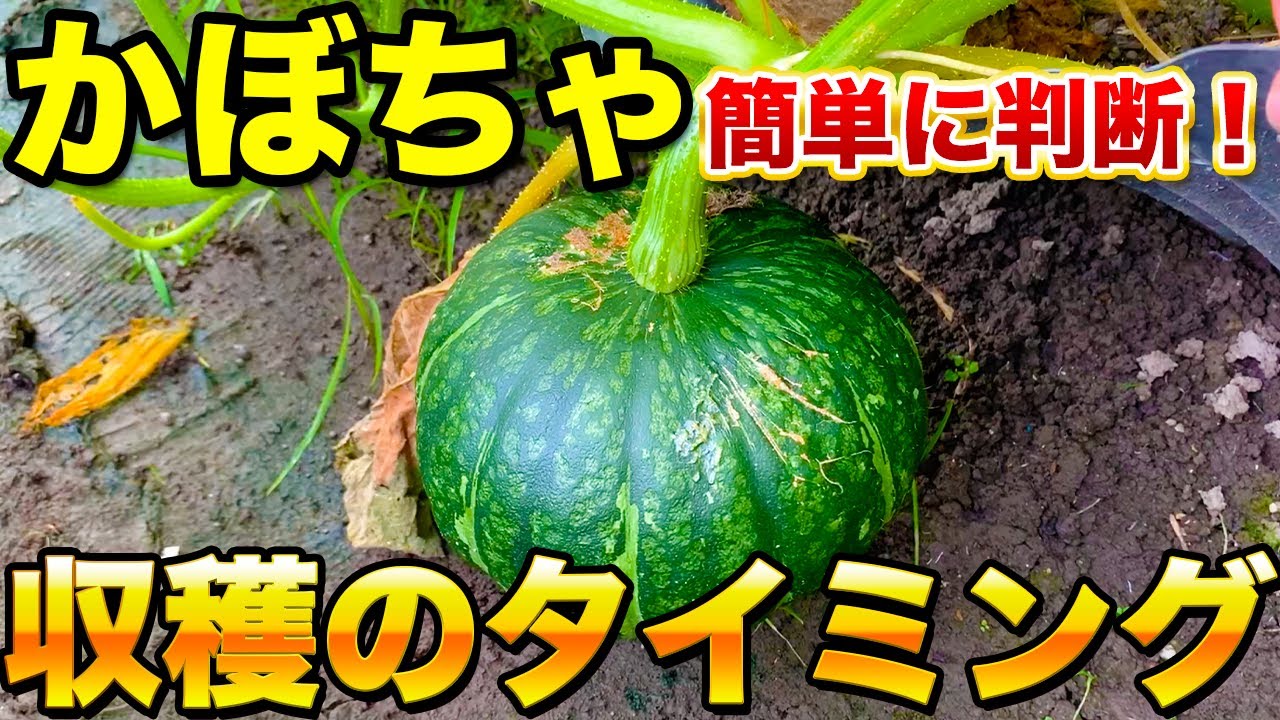 かぼちゃ の 収穫 の 目安