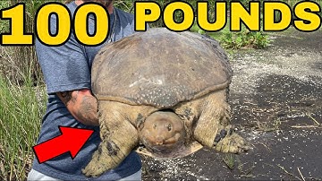 Catching The WORLDS LARGEST Soft-Shell Turtle!!!