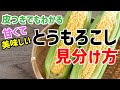 とうもろこしの見分け方！皮付きでもわかる甘くて美味しいトウモロコシ！