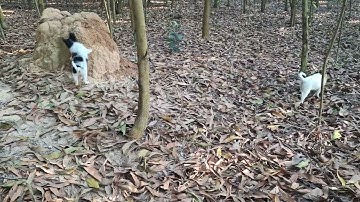 86. Gặp ụ mối khi các bé Cún khám phá vườn tràm vàng.