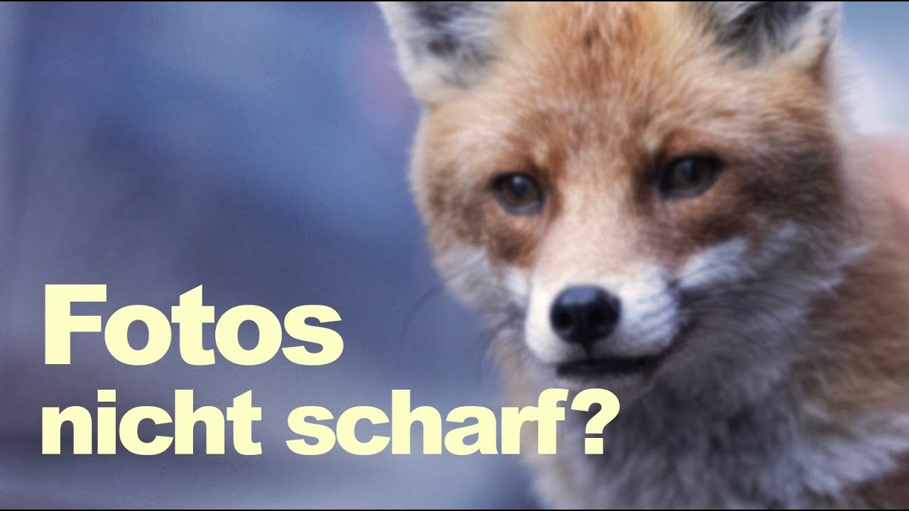 Unscharfe Fotos? Das ist der Grund! Fotografie lernen