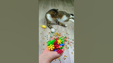 Cat Barsik Beads 🌈🌸 Reverse video #marblerunandmore #cat #reverse