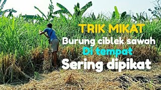 Cara mikat burung ciblek sawah yang susah mendekat