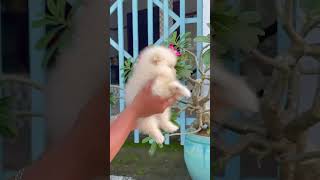 Chó Phốc Soc Mini Xinh Ốcsócmini