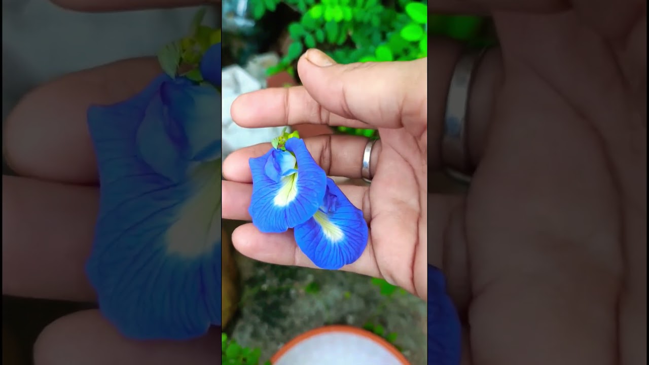 🌱अपराजिता का फूल कौन से भगवान पर चढ़ाया जाता है👍🙏 ||#garden #plants#flowers #aprajita #pooja #shorts