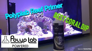 DIPPING YOUR CORALS POLYP LAB REEF PRIMER