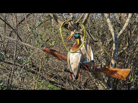 ნადირობის სეზონის დახურვა 28.02.2024 🦆🦆. იხვზე ნადირობა შედეგიანი გადაფრენა. ნადირობა სამეგრელოში.