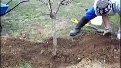 tree transplanting 2