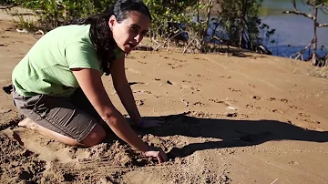Pig-nosed Turtle - Adaptations in Northern Australia