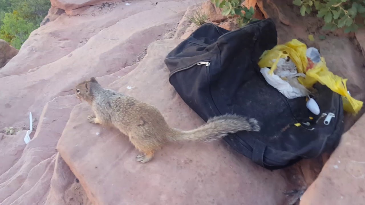 Vyslap na Angels Landing